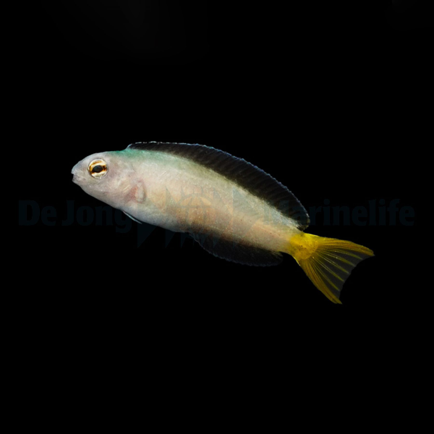Meiacanthus mossambicus - Afrikanischer-Schleimfisch